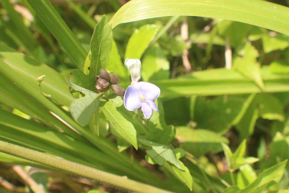 Psophocarpus scandens (Endl.) Verdc.